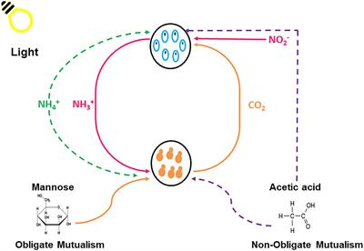 Nutrient Exchange of Carbon and Nitrogen Promotes the Formation of Stable Mutualisms Between Chlorella sorokiniana and Saccharomyces cerevisiae Under Engineered Synthetic Growth Conditions